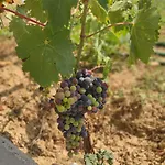 Lejlighed Quinta Dos Padrinhos - In The Heart Of The Douro *