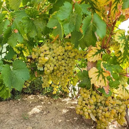 Quinta Dos Padrinhos - In The Heart Of The Douro Apartamento