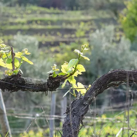 Quinta Dos Padrinhos - In The Heart Of The Douro