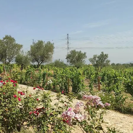 Quinta Dos Padrinhos - In The Heart Of The Douro Lamego