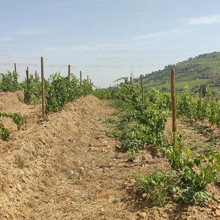 Apartamento Quinta Dos Padrinhos - In The Heart Of The Douro