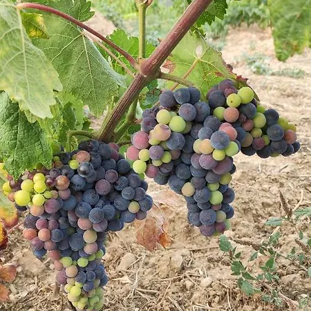 Quinta Dos Padrinhos - In The Heart Of The Douro