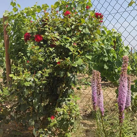 Quinta Dos Padrinhos - In The Heart Of The Douro * למאגו