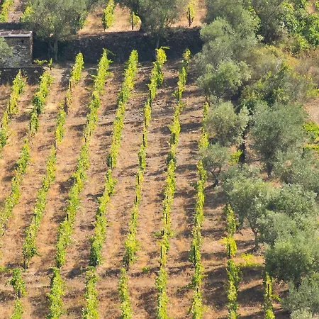 Quinta Dos Padrinhos - In The Heart Of The Douro דירה