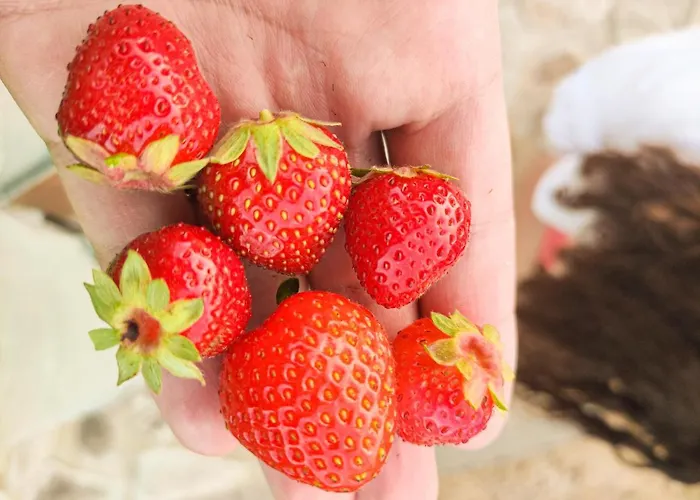 Quinta Dos Padrinhos - In The Heart Of The Douro 아파트