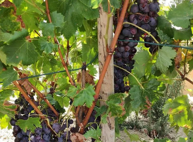 Appartement Quinta Dos Padrinhos - In The Heart Of The Douro Lamego