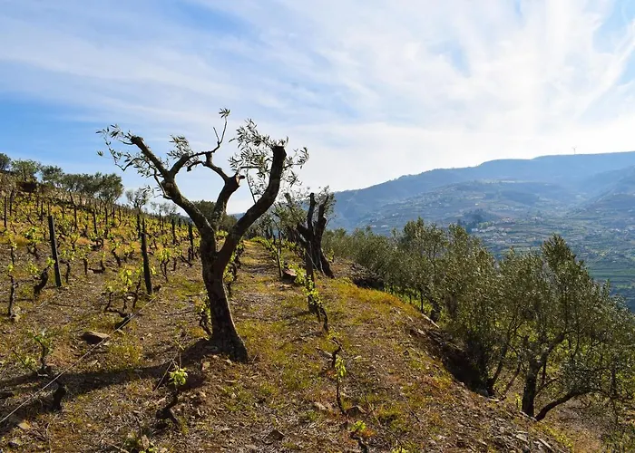 Quinta Dos Padrinhos - In The Heart Of The Douro * Lamego