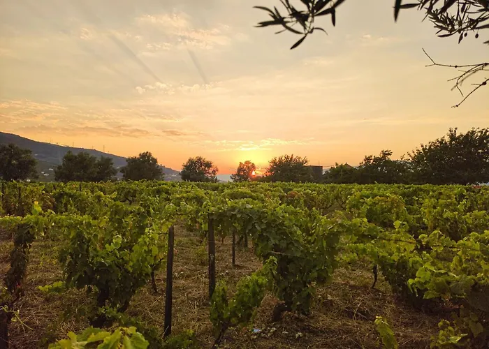 Quinta Dos Padrinhos - In The Heart Of The Douro