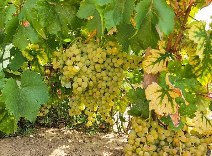 Quinta Dos Padrinhos - In The Heart Of The Douro Daire