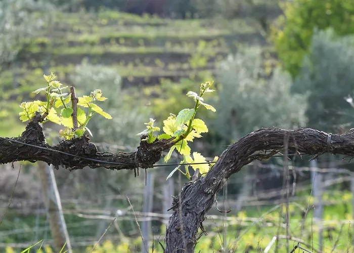 Quinta Dos Padrinhos - In The Heart Of The Douro