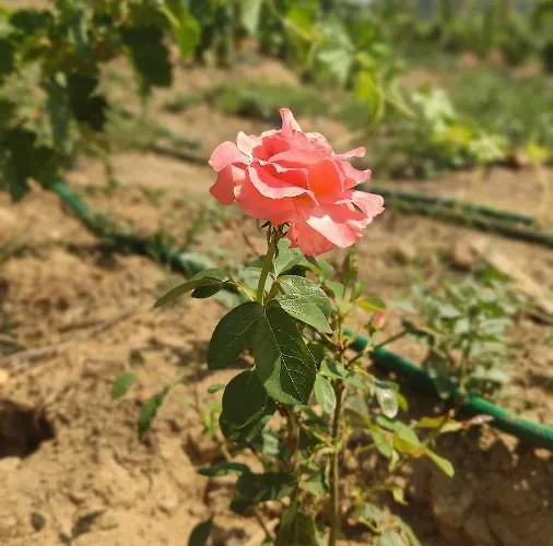 Quinta Dos Padrinhos - In The Heart Of The Douro