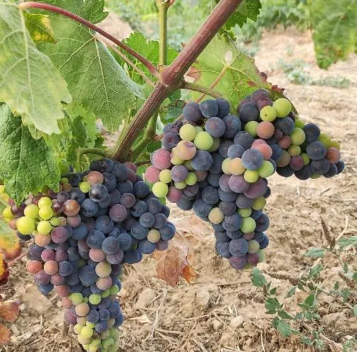 Quinta Dos Padrinhos - In The Heart Of The Douro