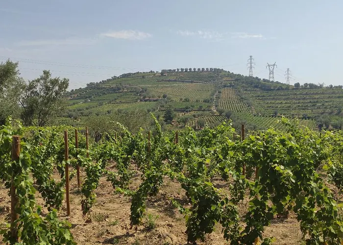 Quinta Dos Padrinhos - In The Heart Of The Douro Lamego