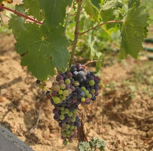 아파트 Quinta Dos Padrinhos - In The Heart Of The Douro *