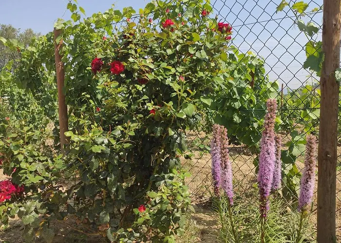 Quinta Dos Padrinhos - In The Heart Of The Douro * Lamego